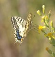 /album/photo-gallery-photogallery/swallowtail-butterfly-2-subbeticus-national-park-malaga-province-jpg/